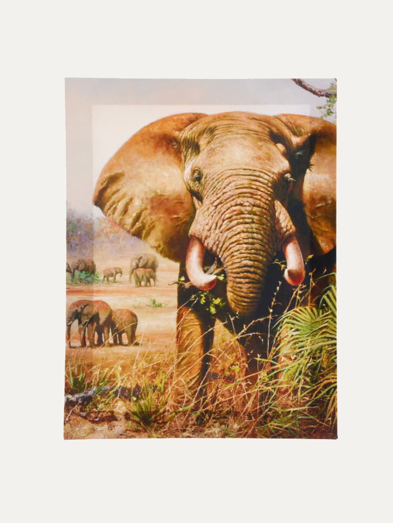 Cuadro Animal Salvaje