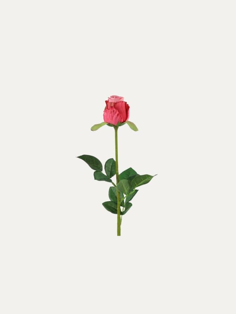 Vara Rosa