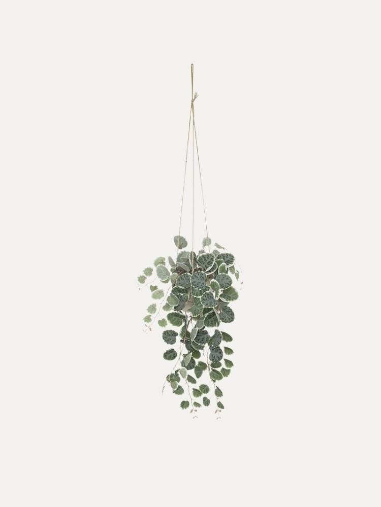 Planta Colgante Lour