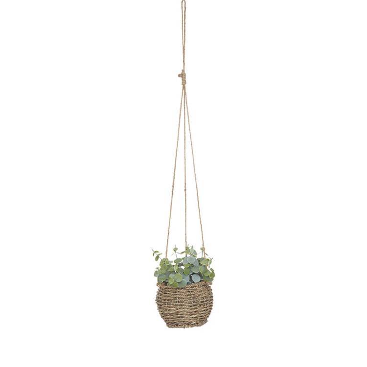 Planta Colgante Zoe - Vista 3