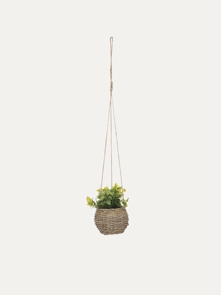 Planta Colgante Zoe