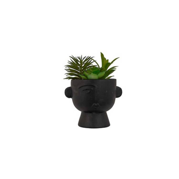 Planta Dusty vista 2