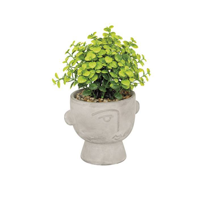 Planta Dusty - Vista 3