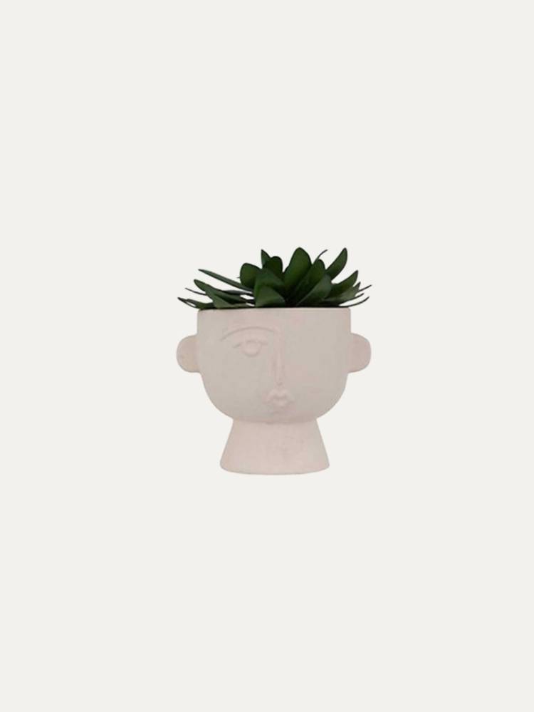 Planta Dusty