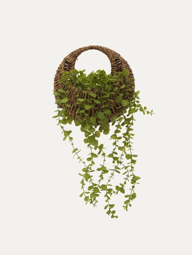 Planta Colgante Zea
