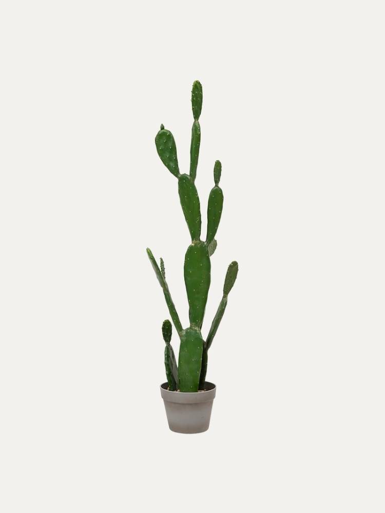 Cactus E/Maceta