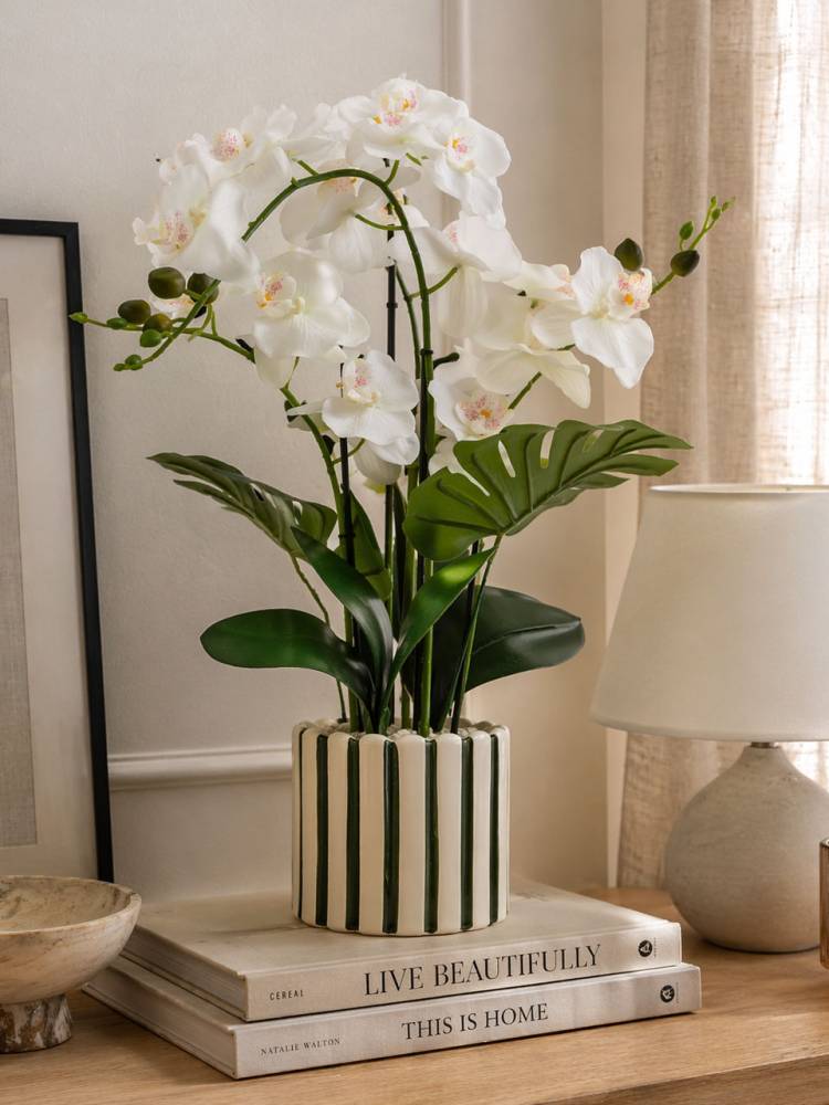 Orquidea E/Mac.asia vista 2