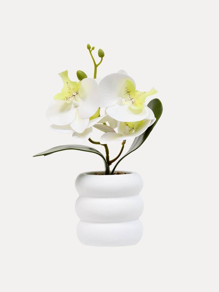 Orquidea E/Mac.mick - Vista 3