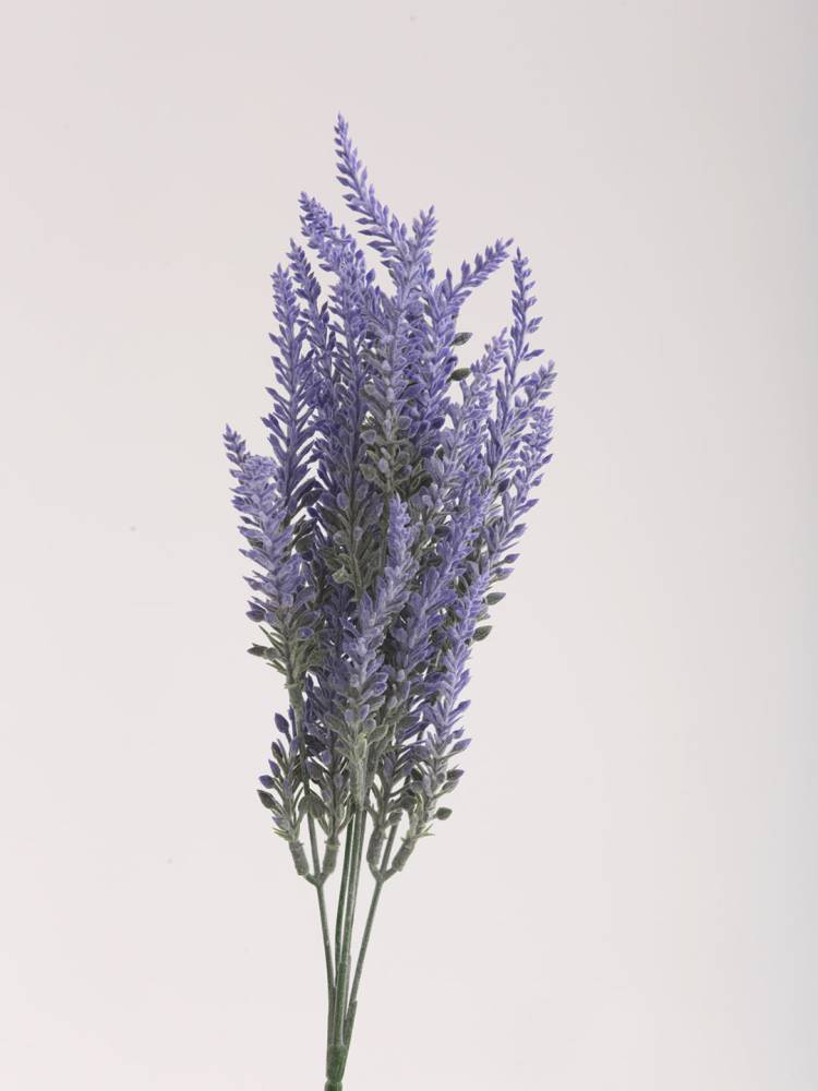 Vara Lavanda