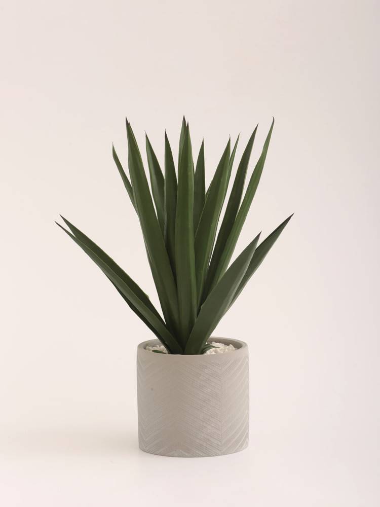 Aloe