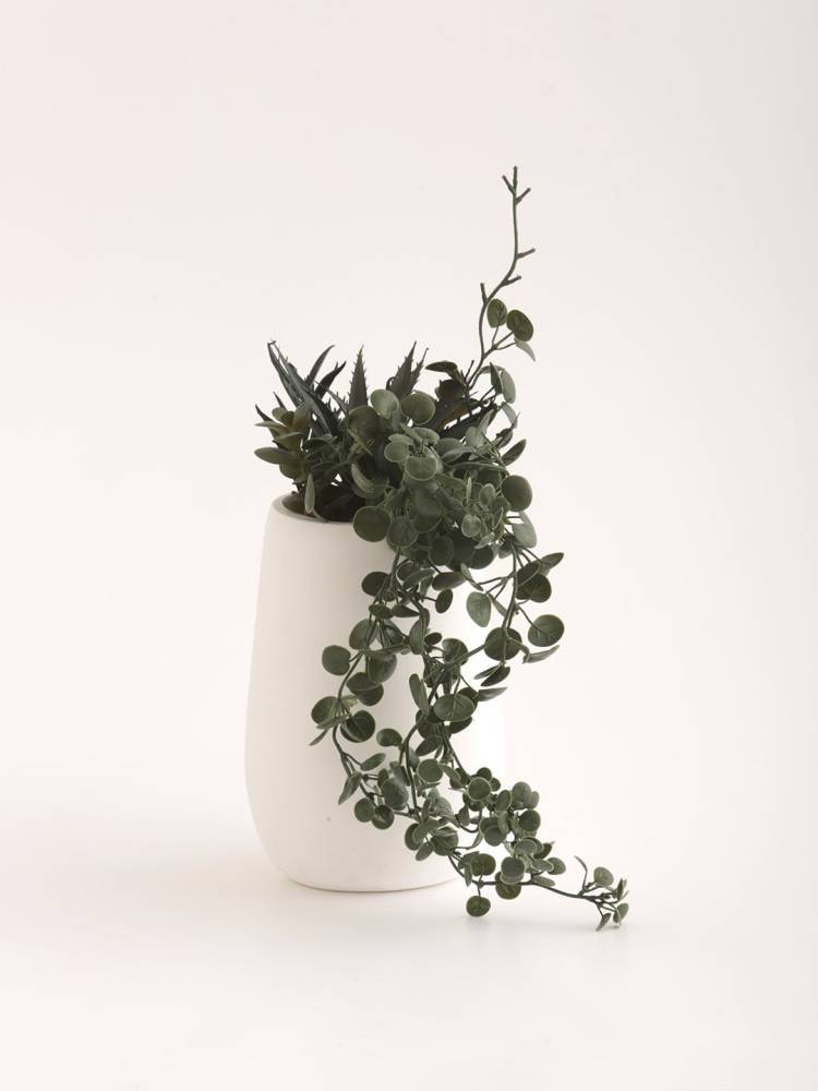 Planta E/Maceta Crasas