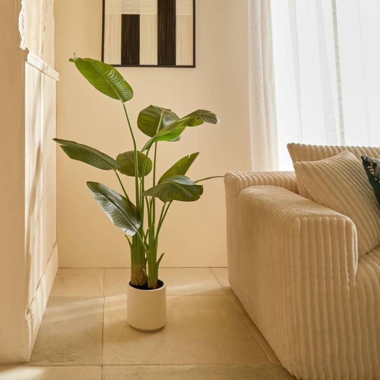 Planta Platanera E/Maceta vista 2