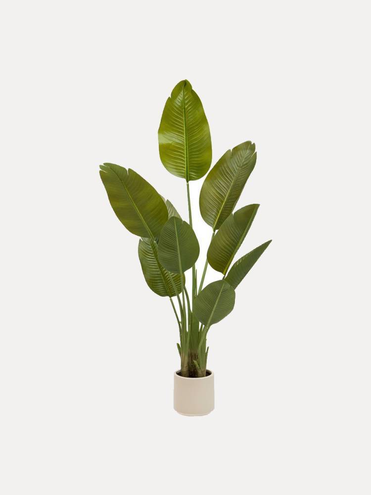 Planta Platanera E/Maceta