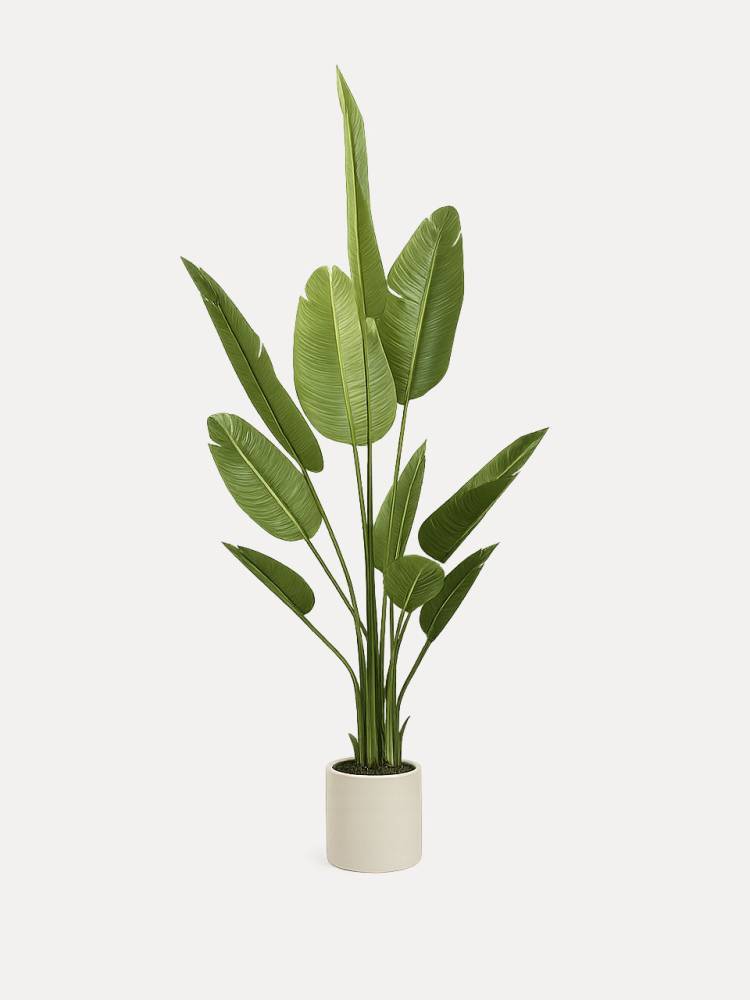 Platanera