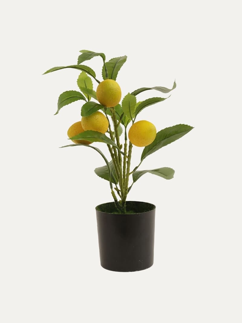 Limonero E/Maceta