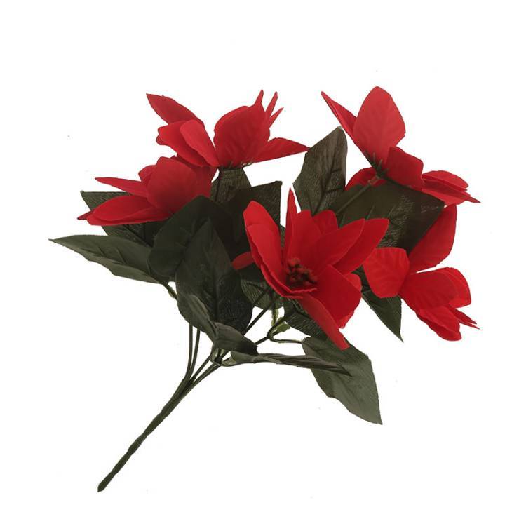 Flor Pascua Vara