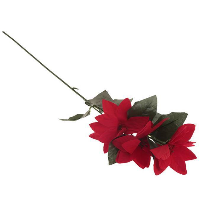 Flor Pascua Vara