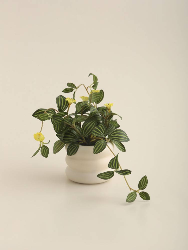 Planta E/Maceta vista 2