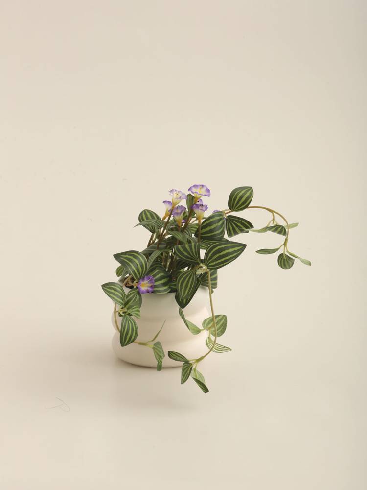 Planta E/Maceta - Vista 4