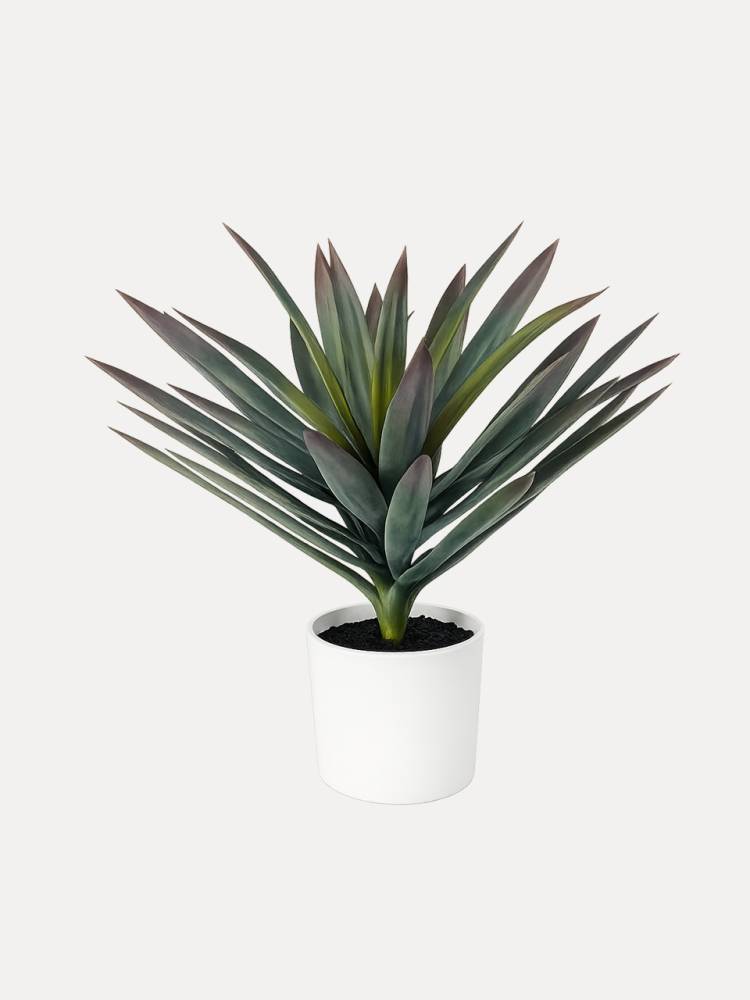 Sisal