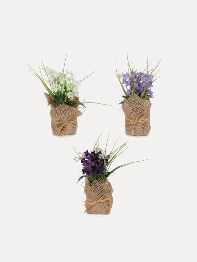 Lavanda