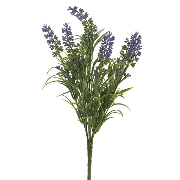 Vara Lavanda