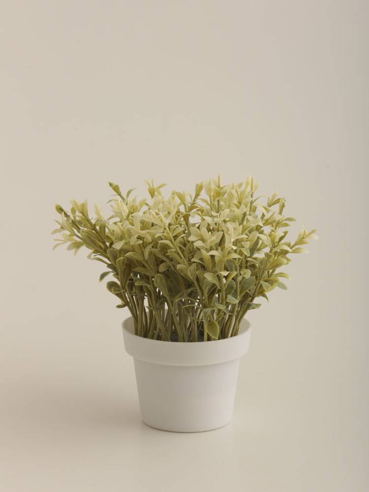 Lavanda E/Maceta - Vista 2