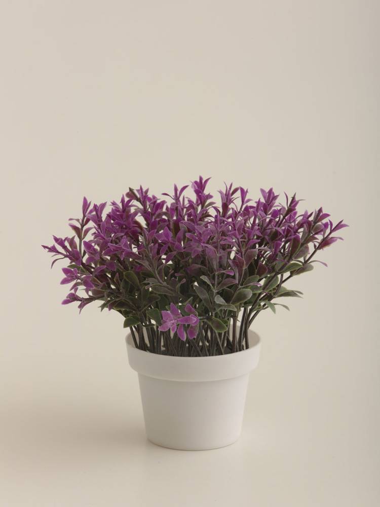 Lavanda E/Maceta - Vista 3