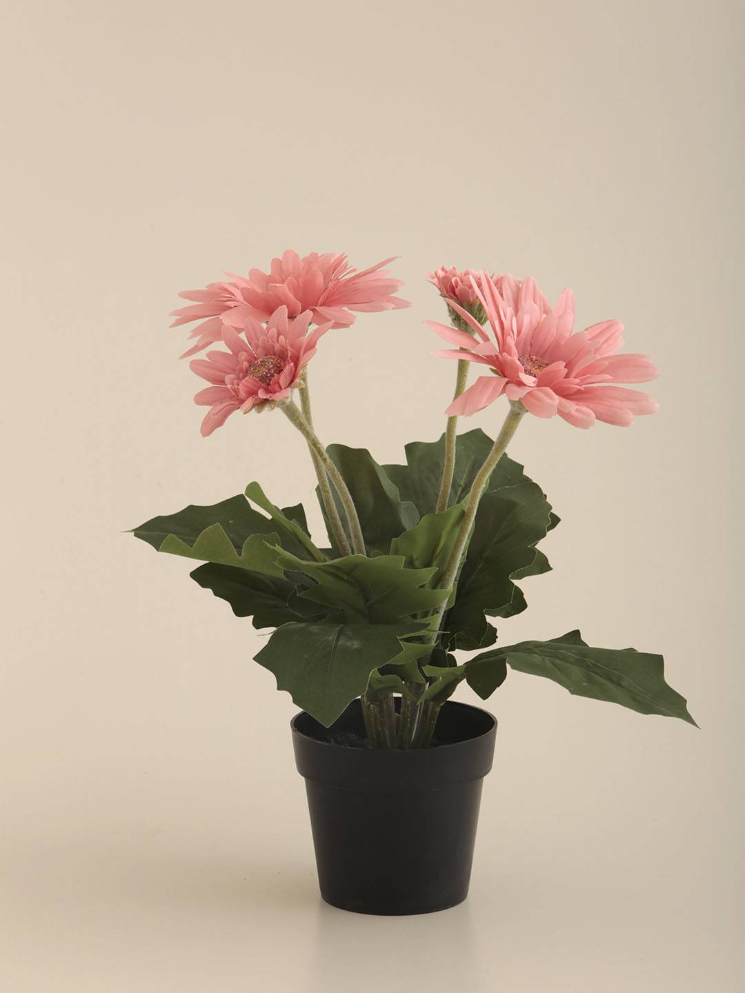 Gerbera E/Maceta vista 2