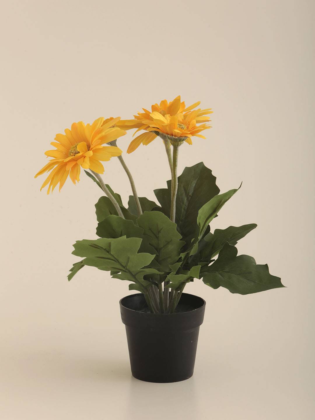 Gerbera E/Maceta - Vista 3