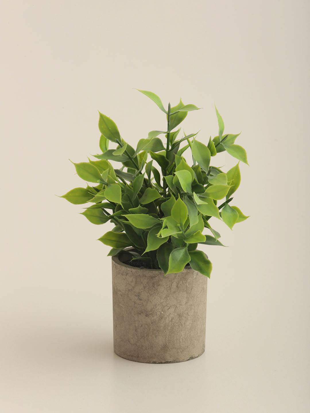 Eucalipto E/Maceta vista 2