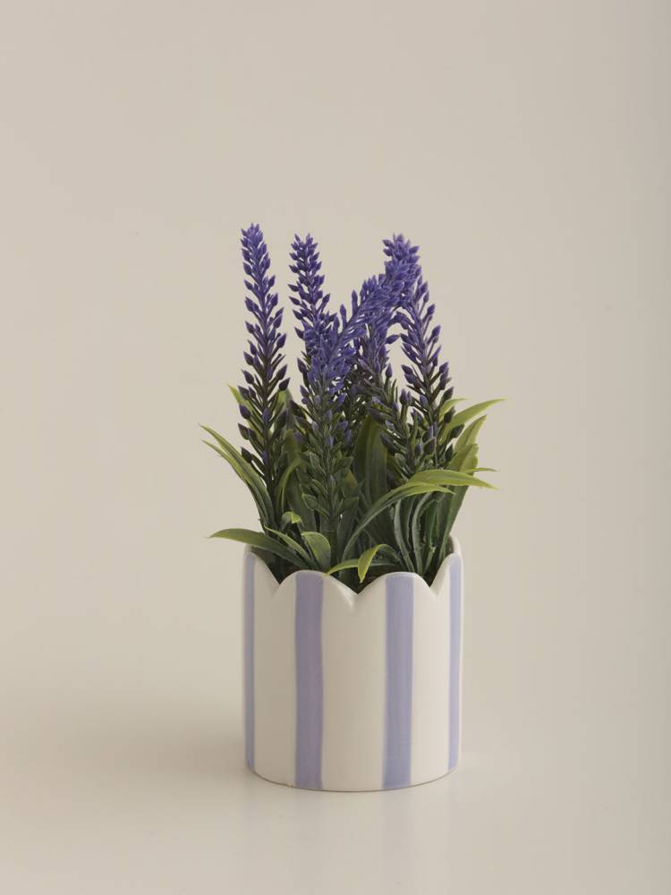 Lavanda E/Maceta
