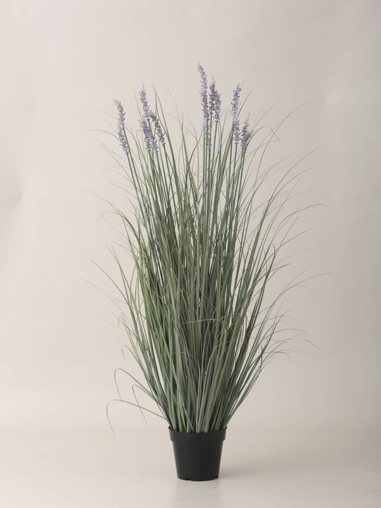 Lavanda