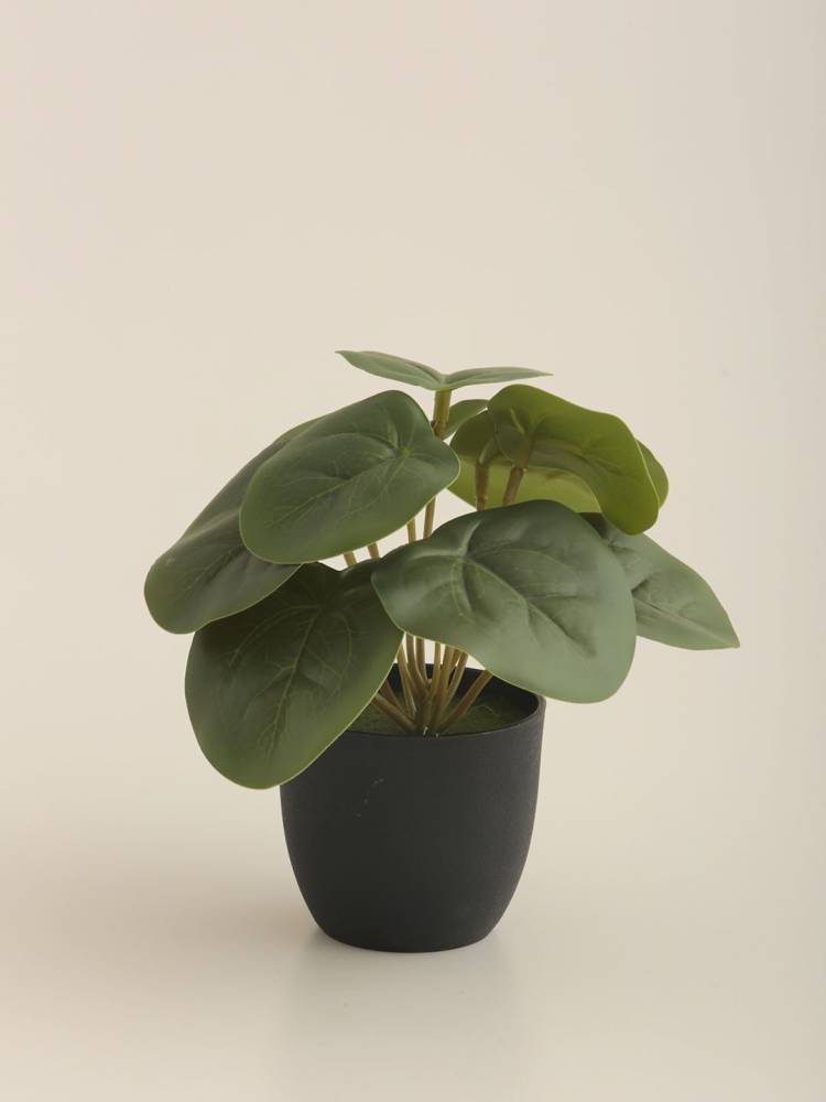 Planta E/Mac