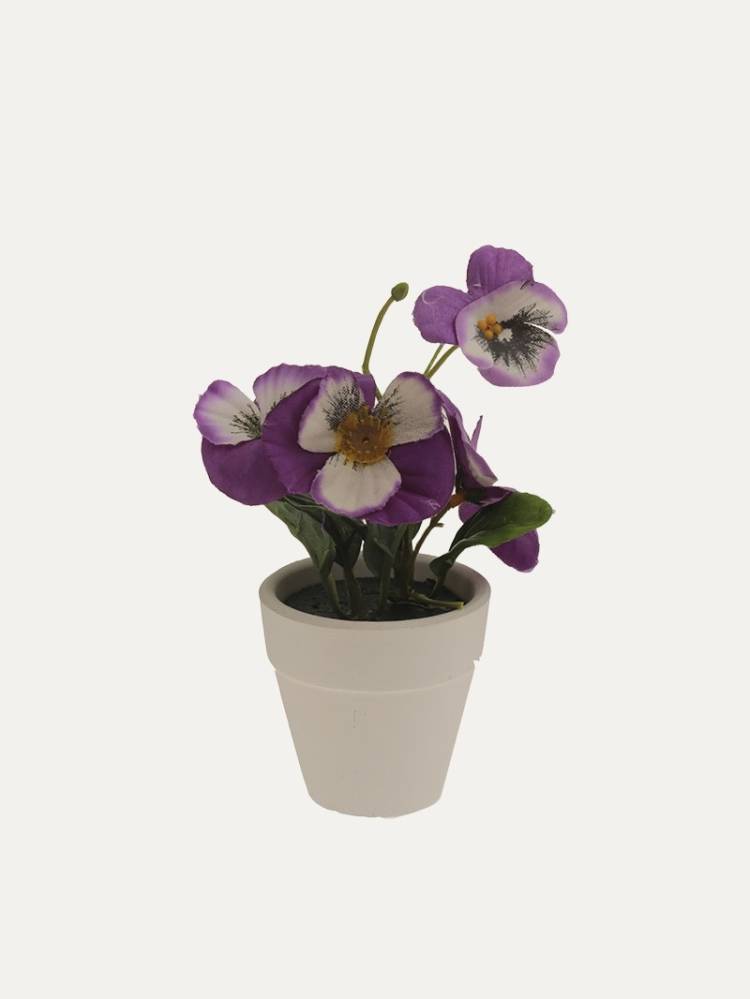 Violeta E/Maceta