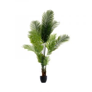 Palmera Xxl