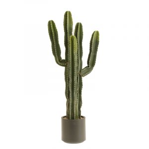 Rocasa Planta Cactus