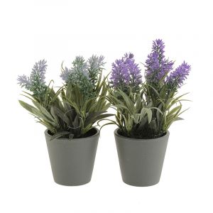 Lavanda E/Maceta