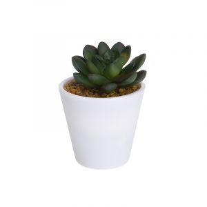 Suculenta E/Maceta
