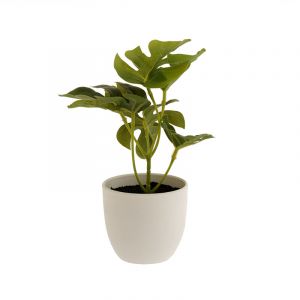 Rocasa Planta White