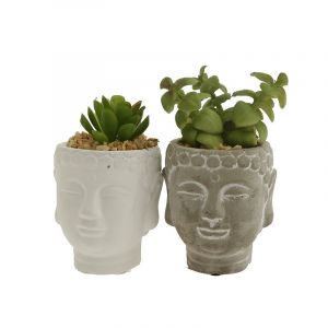 Planta E/Maceta Buda