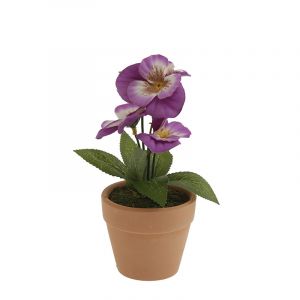 Planta Pensamiento 
