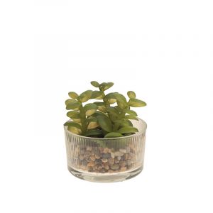 Rocasa Planta Crasa