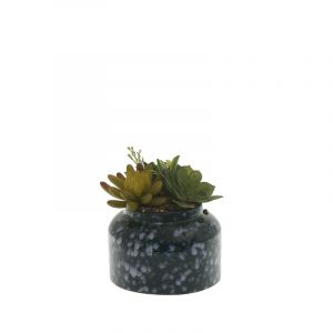 Rocasa Suculenta Synergy